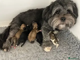 Lhasa Apso dogs Pedigree KC Reg Lhasa Apso Males For Sale - Advert 1