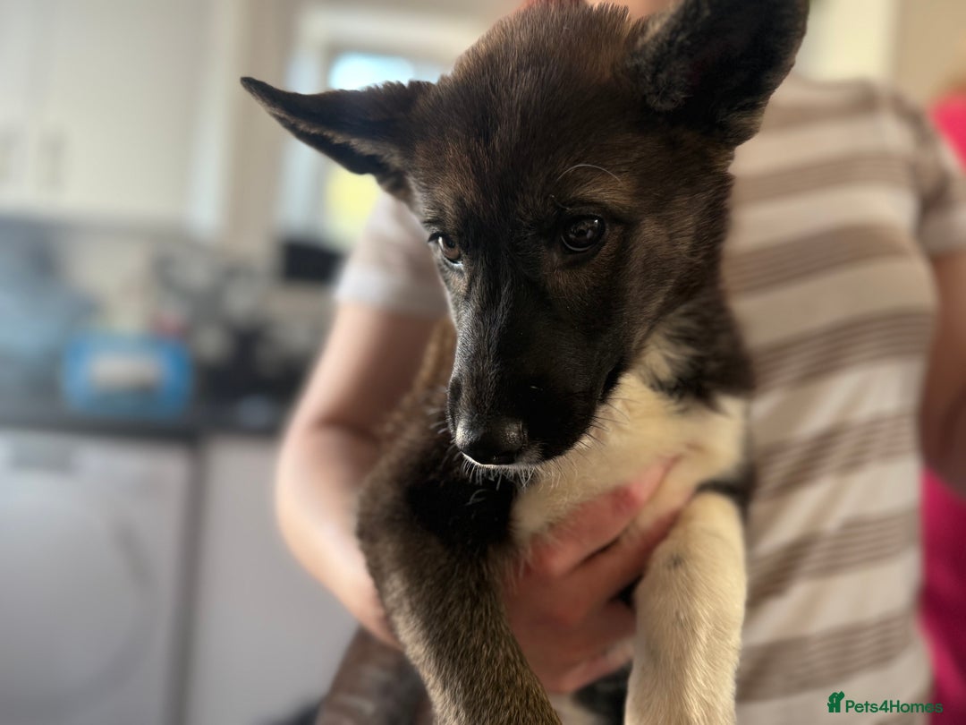 Shepsky dogs for sale: 1 remaining Shepsky available  in Kirkcaldy - Image 1