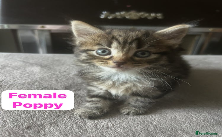 Mixed Breed cats - Advert 1