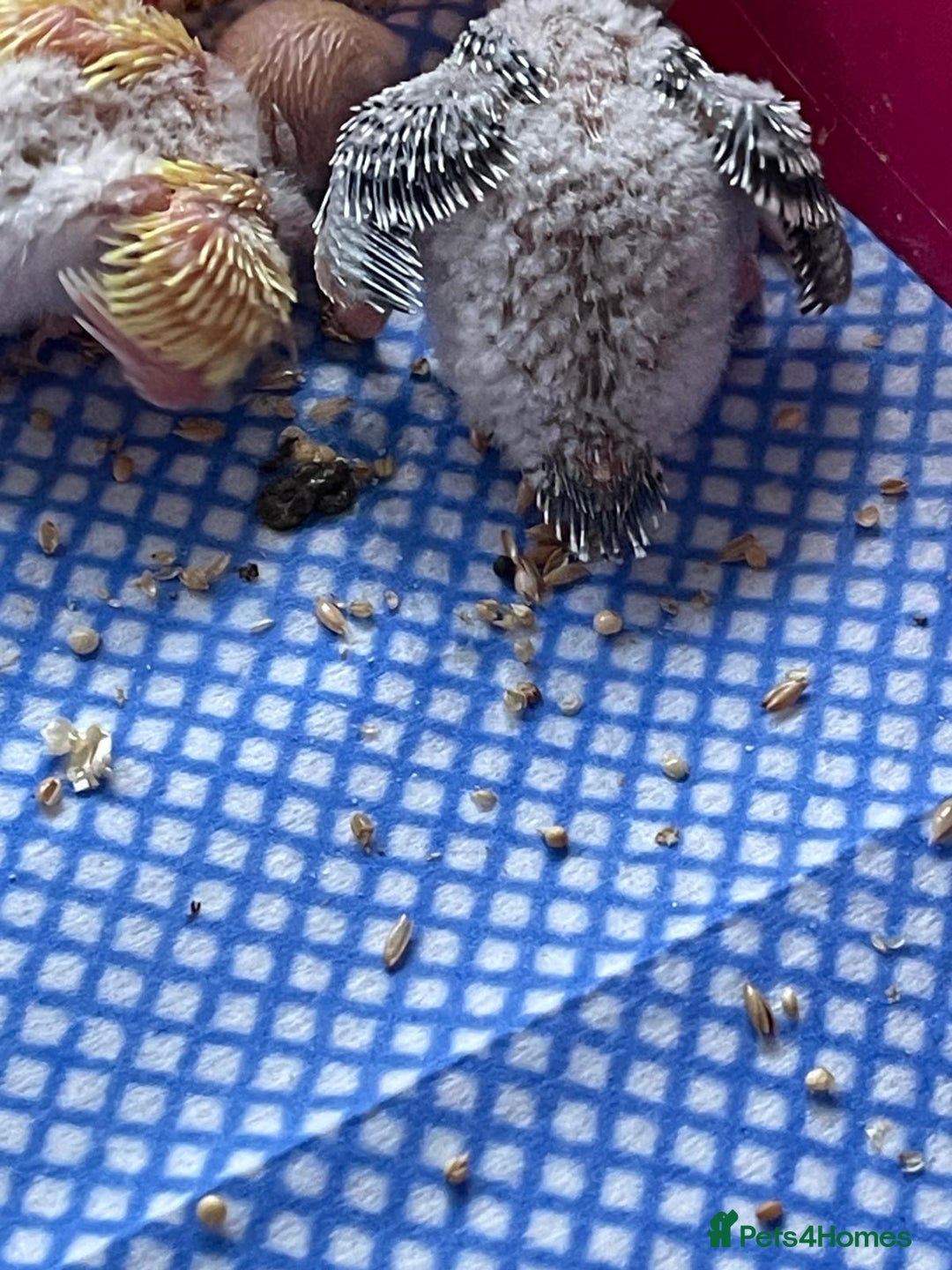 Budgerigars birds for sale: BABY BUDGIES FOR SALE  - Advert 4