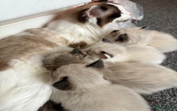 Ragdoll cats for sale: 💗 Our princess belle had 5 new kittens 💗 - Image 17