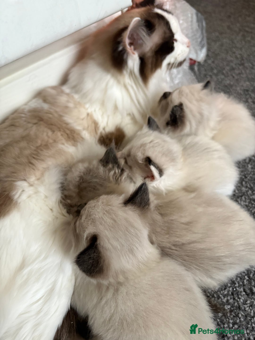 Ragdoll cats for sale: 💗 Our princess belle had 5 new kittens 💗 - Image 17