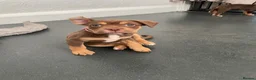 Old Tyme Bulldog dogs for sale: 8 OLD TYME BULLDOGS FOR SALE in London - Advert 30