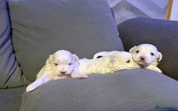 Maltese dogs for sale: Beautiful Maltese puppies for sale - Advert 7