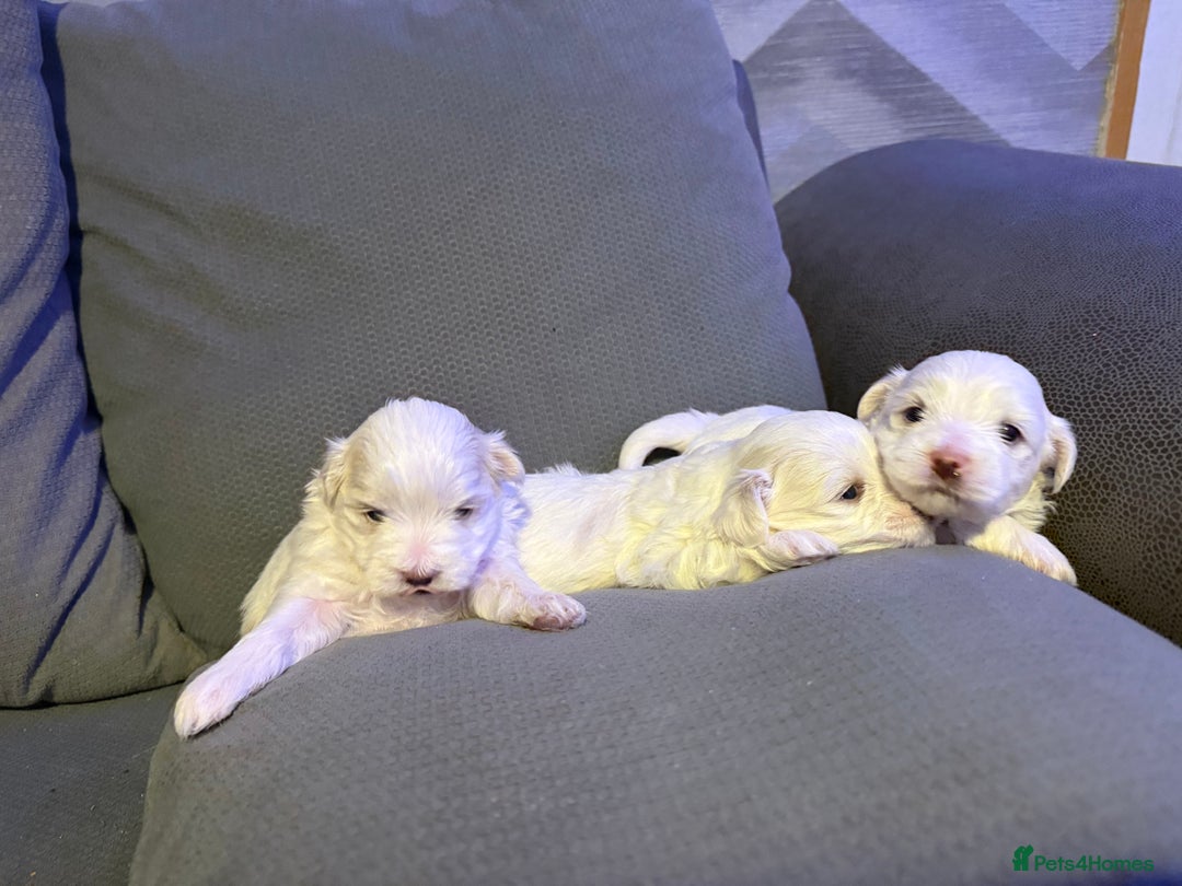 Maltese dogs for sale: Beautiful Maltese puppies for sale - Advert 7