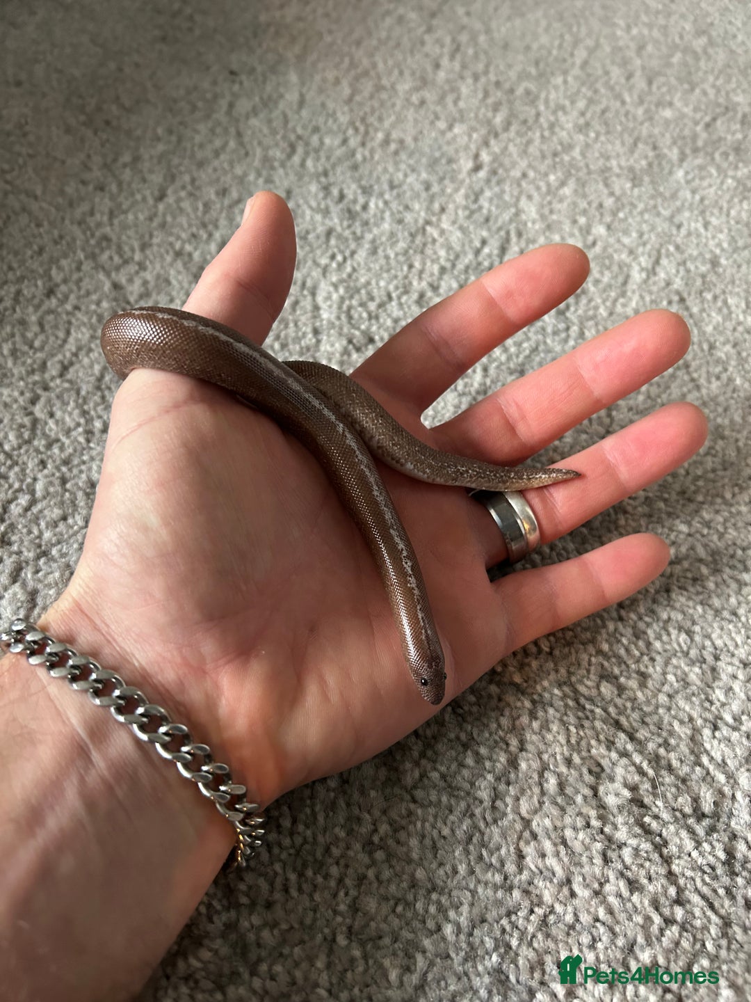 Snake reptiles for sale: Anery stripe Kenyan sand boa CB22 - Advert 2