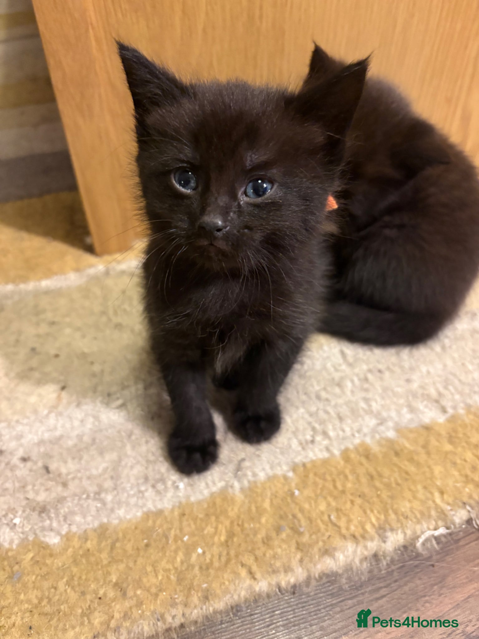 Mixed Breed cats for sale: Beautiful Kittens For Sale - Advert 9