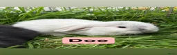 Mini Lop rabbits for sale: Adorable Mini Lop Babies - Advert 7