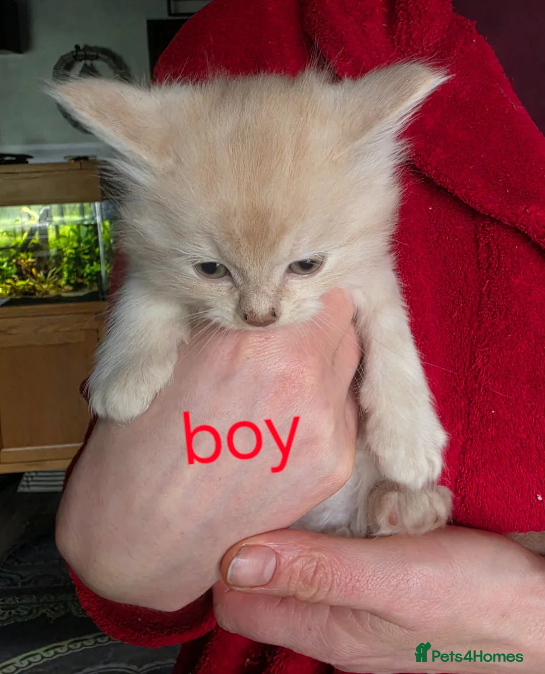 Mixed Breed cats for sale: Maine Coon x British Longhair kittens - Advert 2