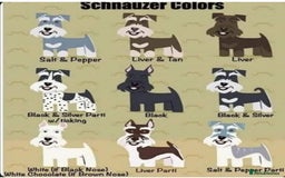 Miniature Schnauzer dogs for sale: 🐾🐶Schnauzer/Schnoodles🐶🐾 - Image 31