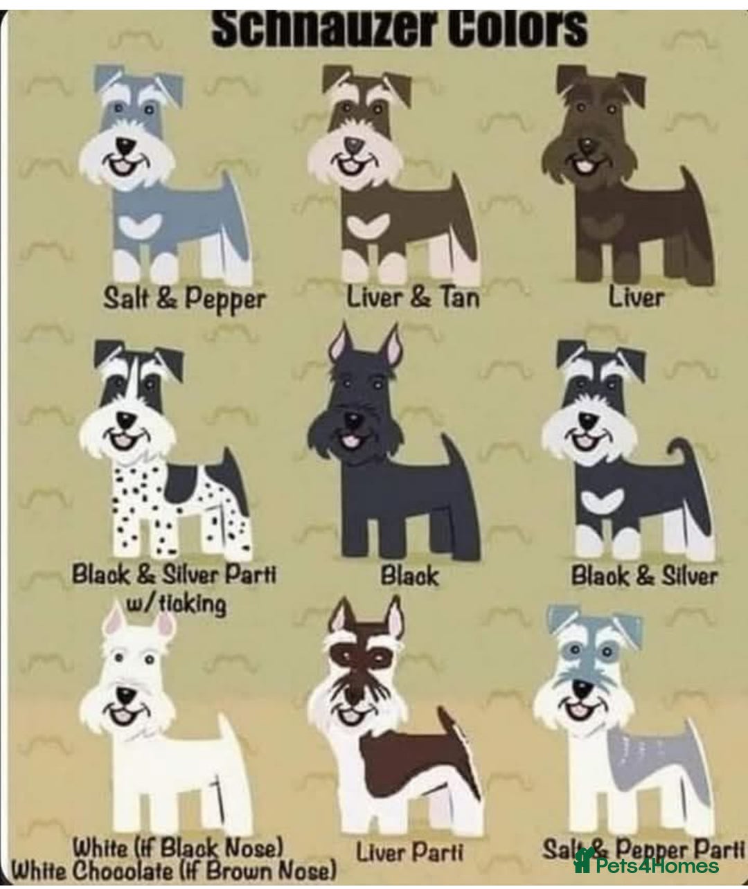 Miniature Schnauzer dogs for sale: 🐾🐶Schnauzer/Schnoodles🐶🐾 - Image 31