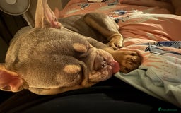 French Bulldog dogs for sale: French bulldog  - Image 2