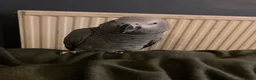 Parrots birds for sale: African grey parrot in Warwick - Advert 2