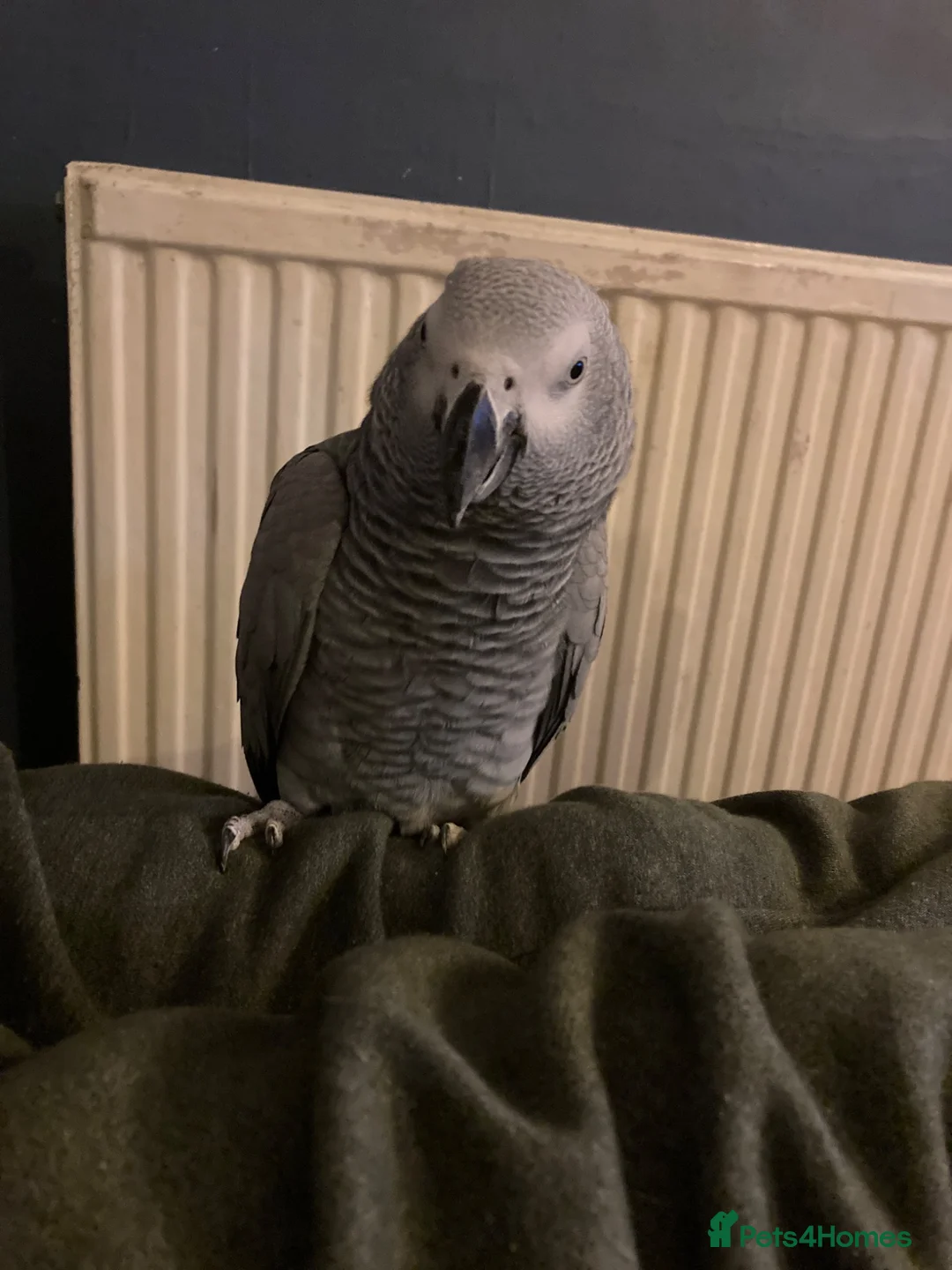 Parrots birds for sale: African grey parrot in Warwick - Advert 2