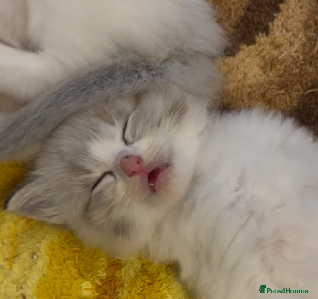 Ragdoll cats for sale: Beautiful Ragdoll gccf registered - Image 1
