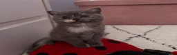 British Shorthair cats for sale: Cutest bsh babies 🤍🦋🤍  - Advert 23