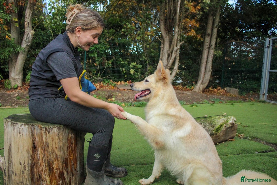 Mixed Breed dogs for adoption: Lovely Ruby is looking for her forever home! - Advert 2