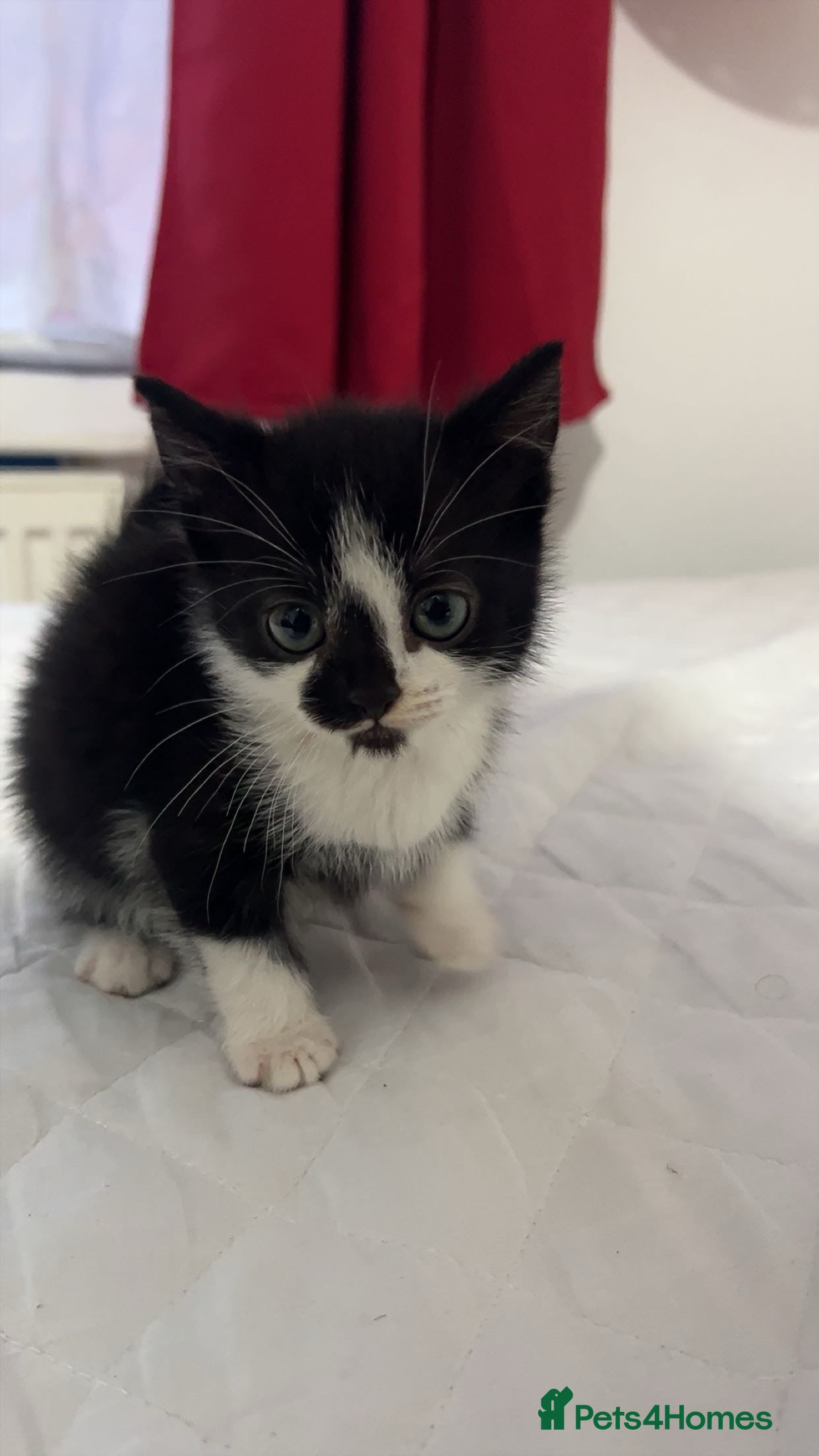 American Shorthair cats Tabby kittens Ready to go - Advert 1