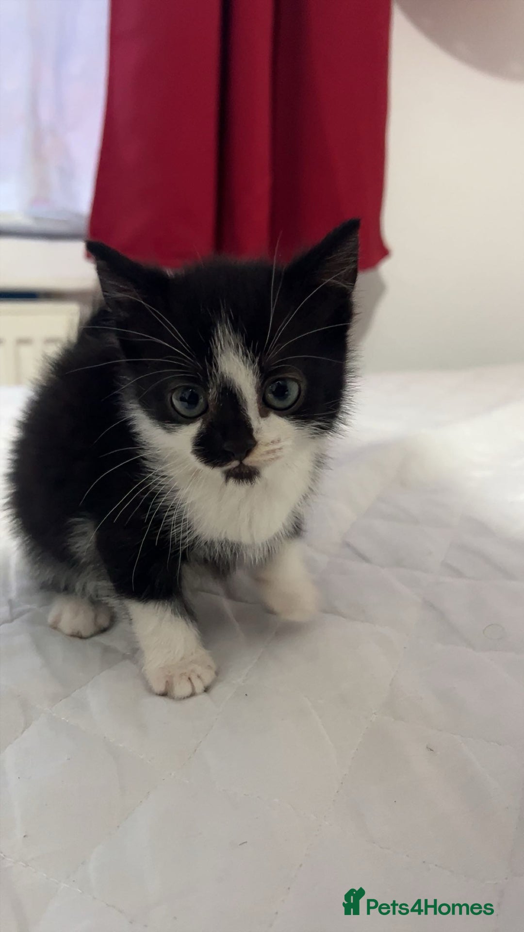 American Shorthair cats for sale: Tabby kittens Ready to go - Advert 1