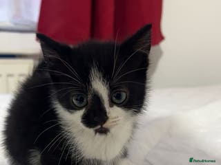 American Shorthair cats Tabby kittens Ready to go - Advert 1