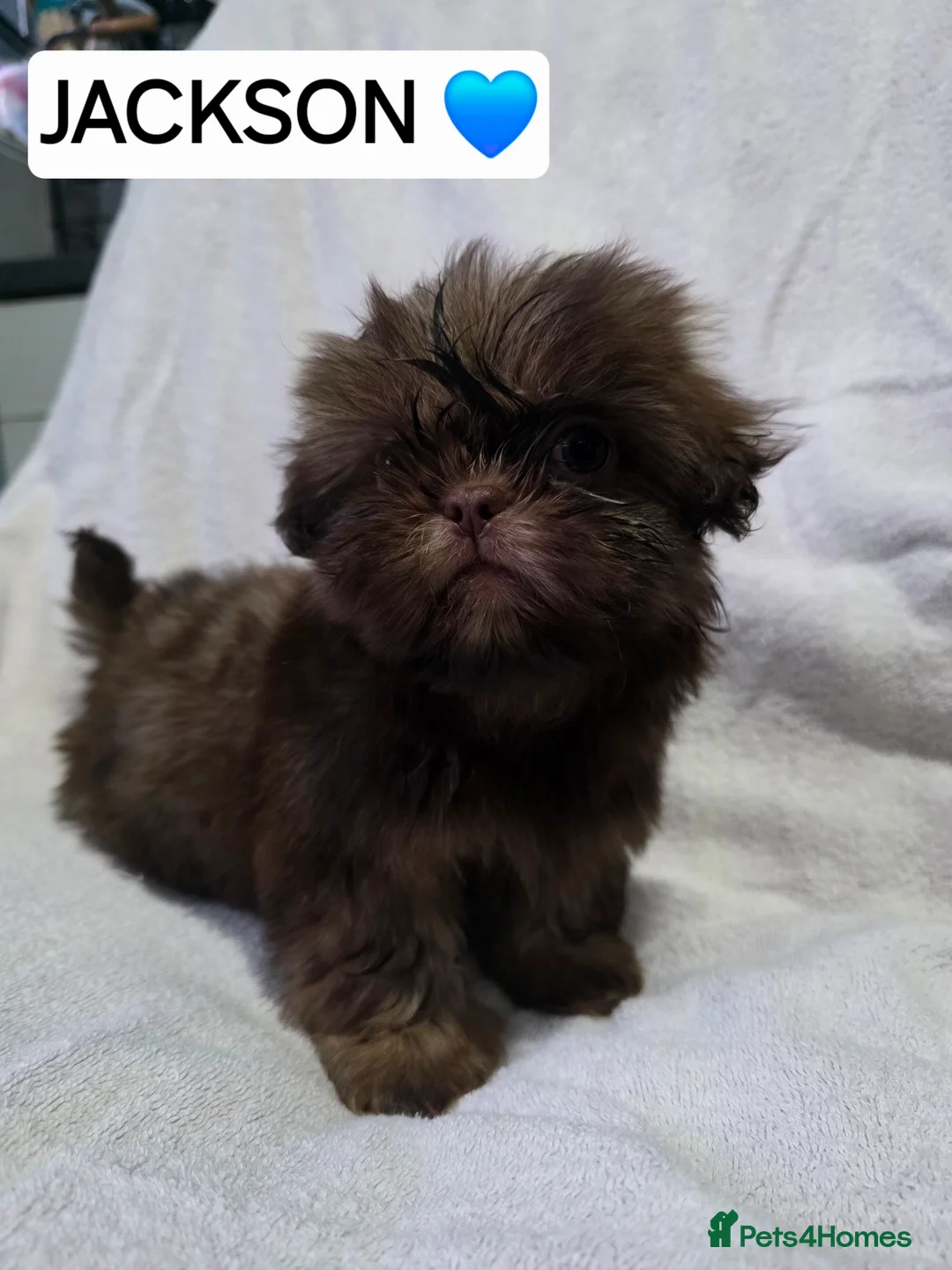 Shih Tzu dogs for sale: 5 beautiful shih tzu puppies forsale  in Birmingham - Advert 2