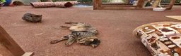 Savannah cats for sale: F3 Boy Brown Spotted Savannah TICA - Advert 2
