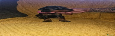 Dobermann Puppy 8 pink