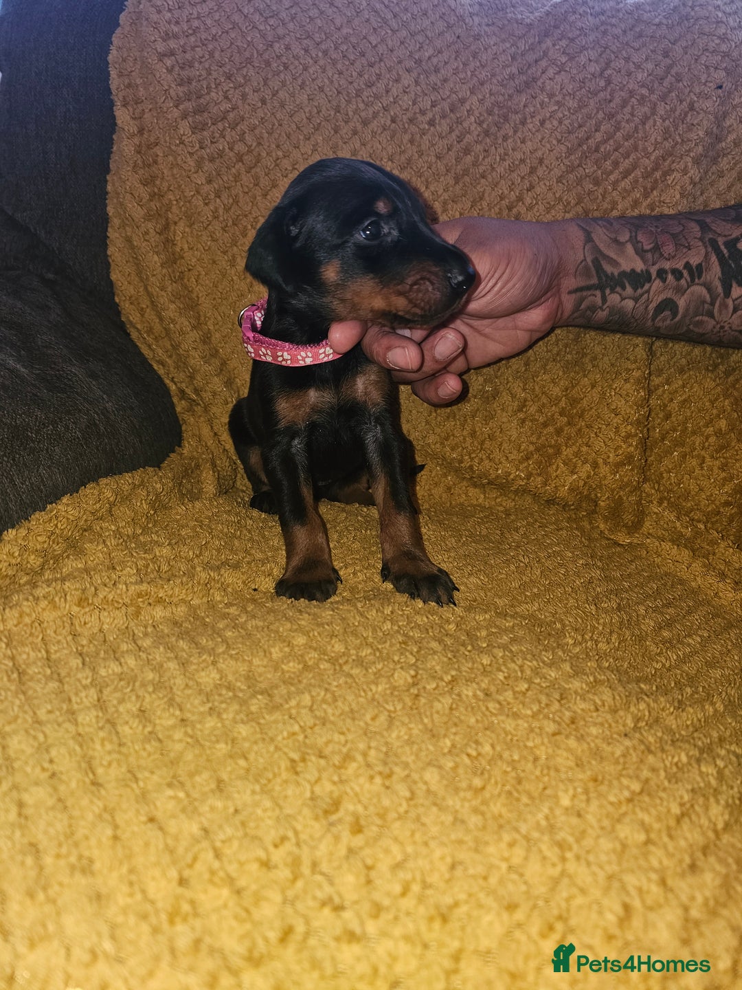 Dobermann dogs for sale: ☆☆DOBERMAN PUPPIES FOR SALE ☆☆ - Advert 17