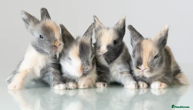 Lionhead rabbits Double-maned Lionhead Bunnies  - Advert 2