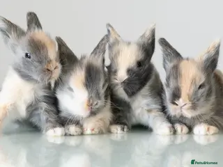Lionhead rabbits Double-maned Lionhead Bunnies - Advert 3