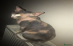 Sphynx cats for sale: Pedigree Sphynx🙈👑 - Image 2