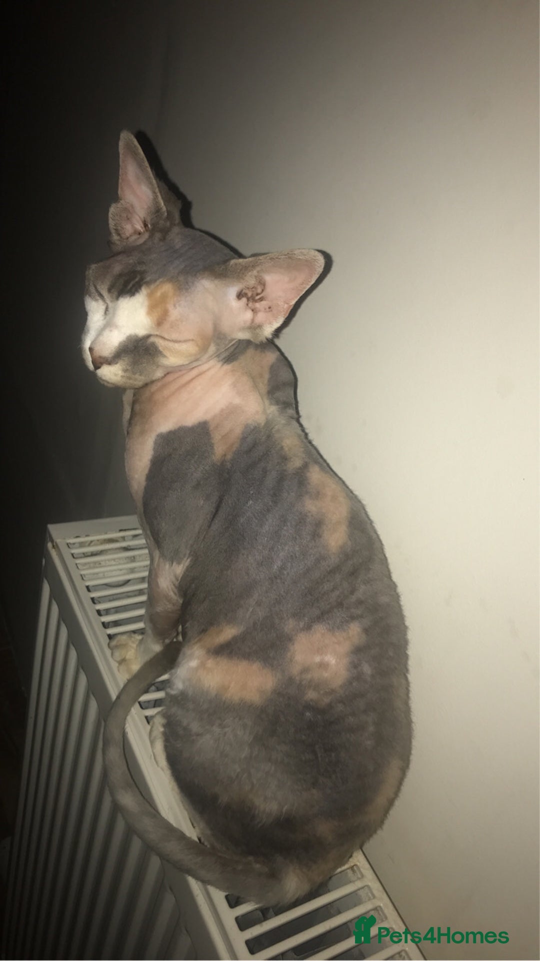 Sphynx cats for sale: Pedigree Sphynx🙈👑 - Image 2