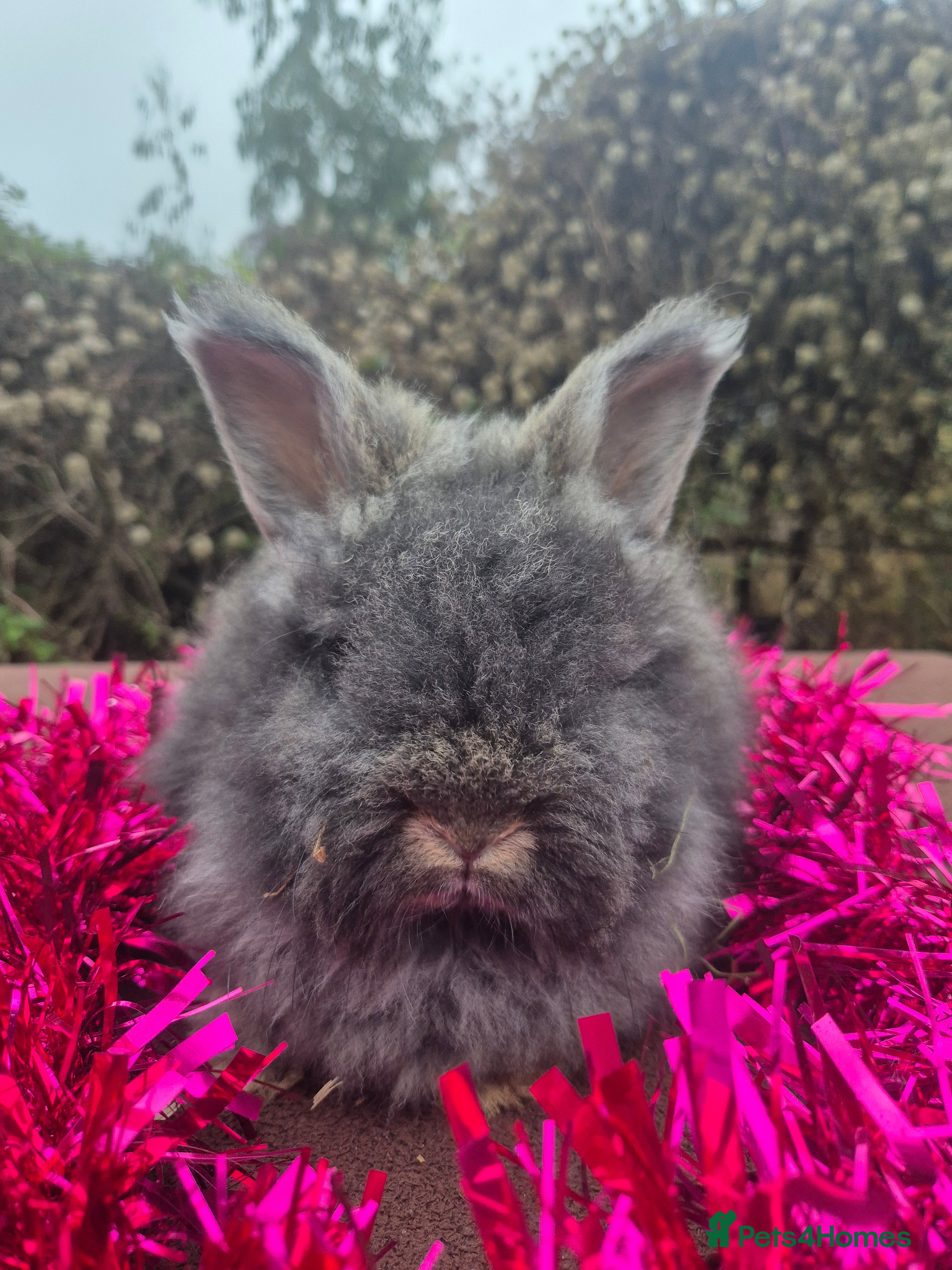 Angora rabbits 🧡 fulled faced imported parents 🇫🇷 bunnies 🧡 - Advert 1
