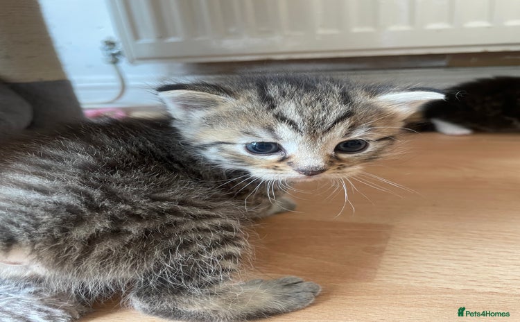 Egyptian Mau cats - Advert 1
