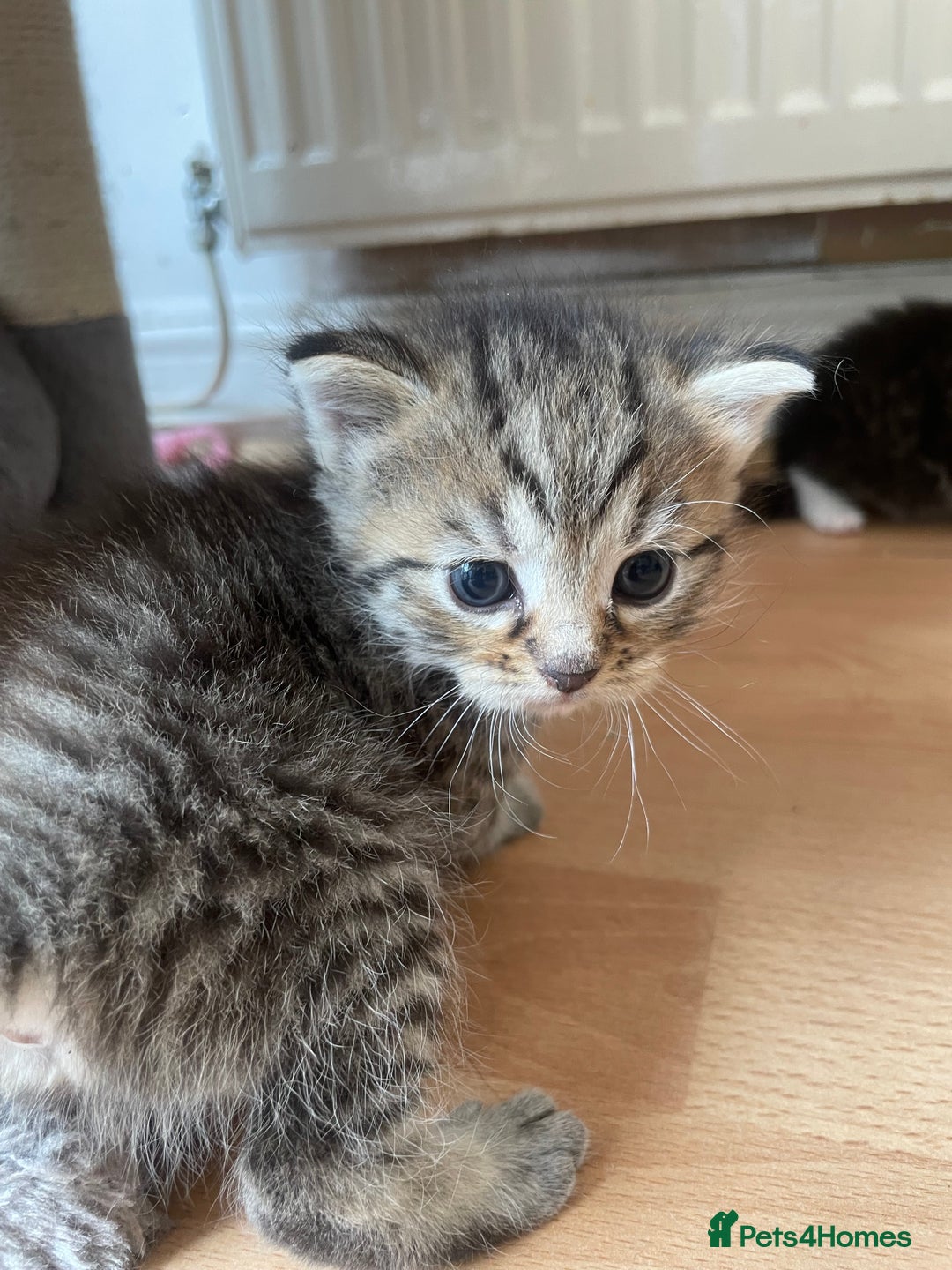 Egyptian Mau cats for sale: Egyptian mau kittens  - Image 1