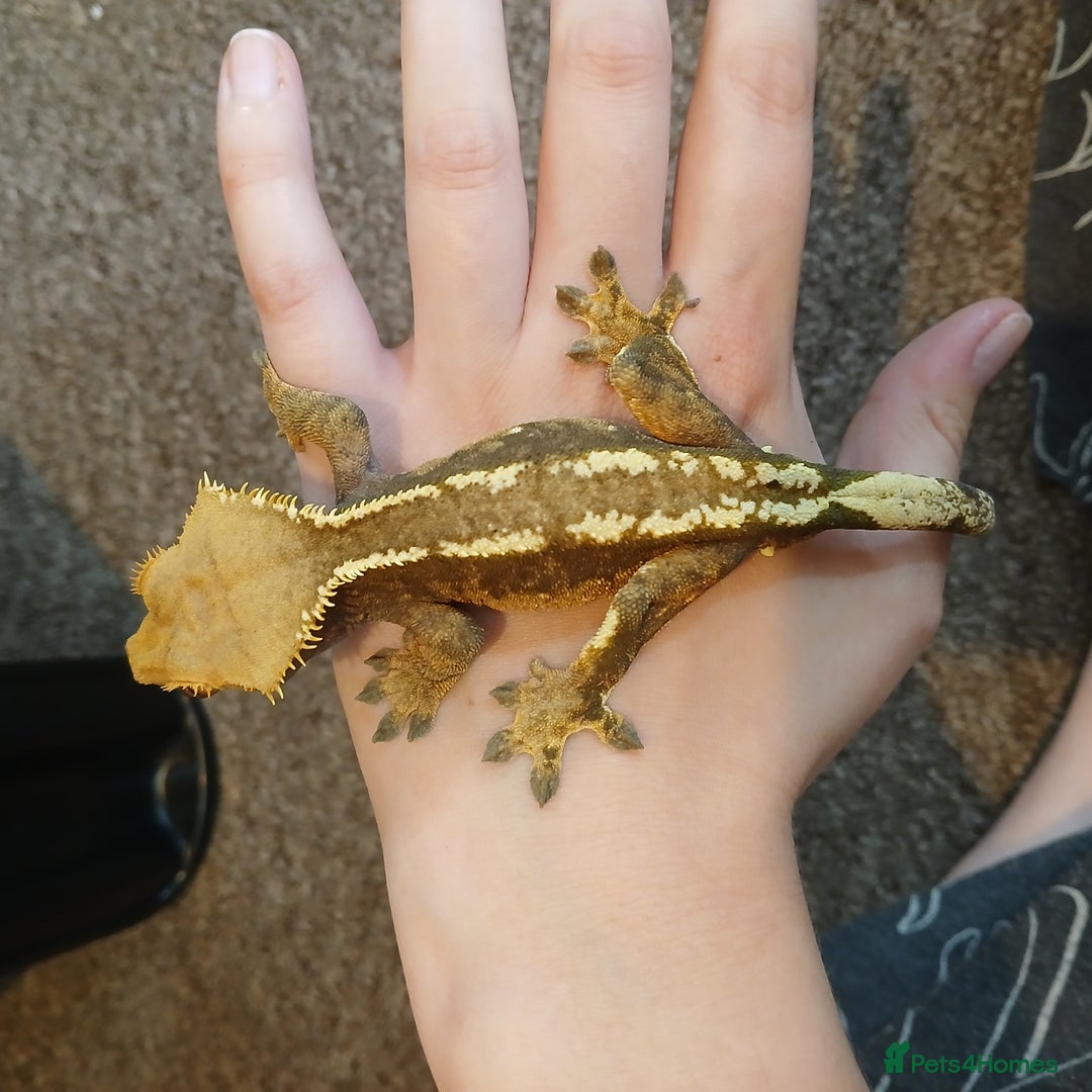Gecko reptiles for sale: Crested gecko male - Image 3