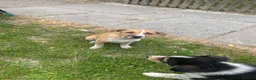 Mixed Breed dogs for sale: Collie cross puppies  - Advert 7