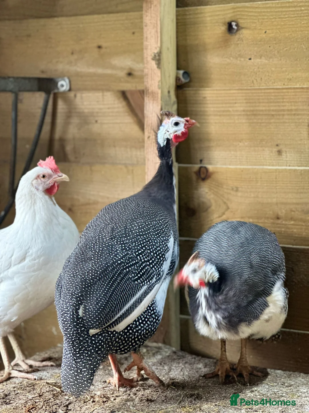 Guinea Fowl poultry for sale: All Colour Guinea Fowls Hatching eggs  - Advert 5