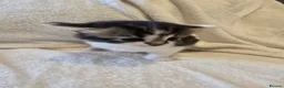 Mixed Breed cats for sale: Four adorable kittens looking for loving homes - Advert 10