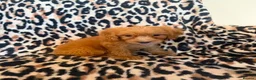 Cockapoo dogs for sale: F1 cockapoo  - Advert 7