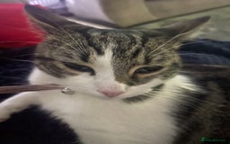 British Shorthair cats for sale: Free to good home  - Image 4