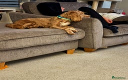 Cockapoo dogs for sale: Male cockerpoo  - Image 1