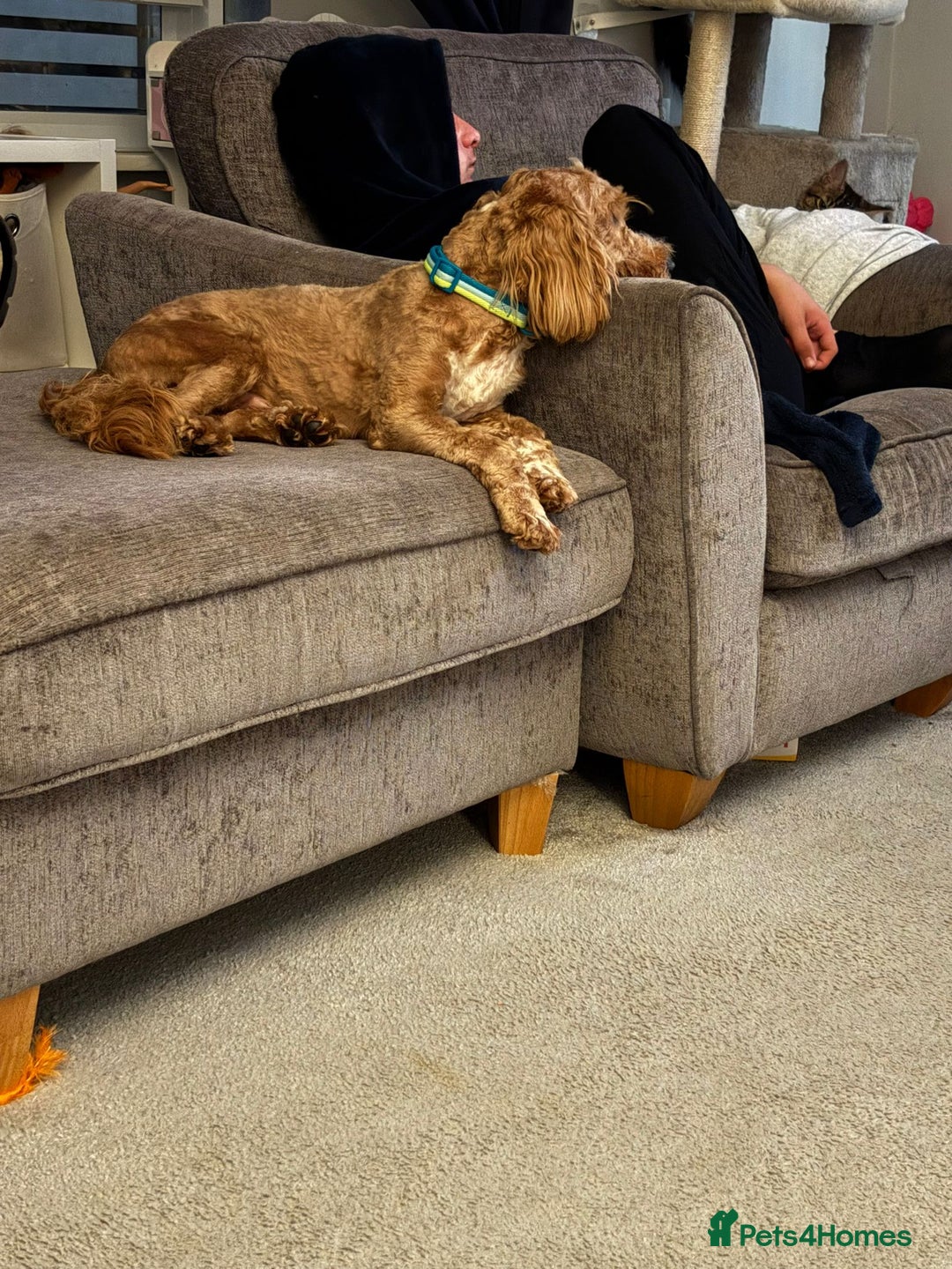 Cockapoo dogs for sale: Male cockerpoo  - Image 1