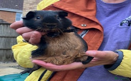 Guinea Pig rodents for sale: Baby purebred Black Tan guinea pig -Boars only - Image 7
