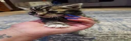 Mixed Breed cats for sale: Baby cats - Advert 3