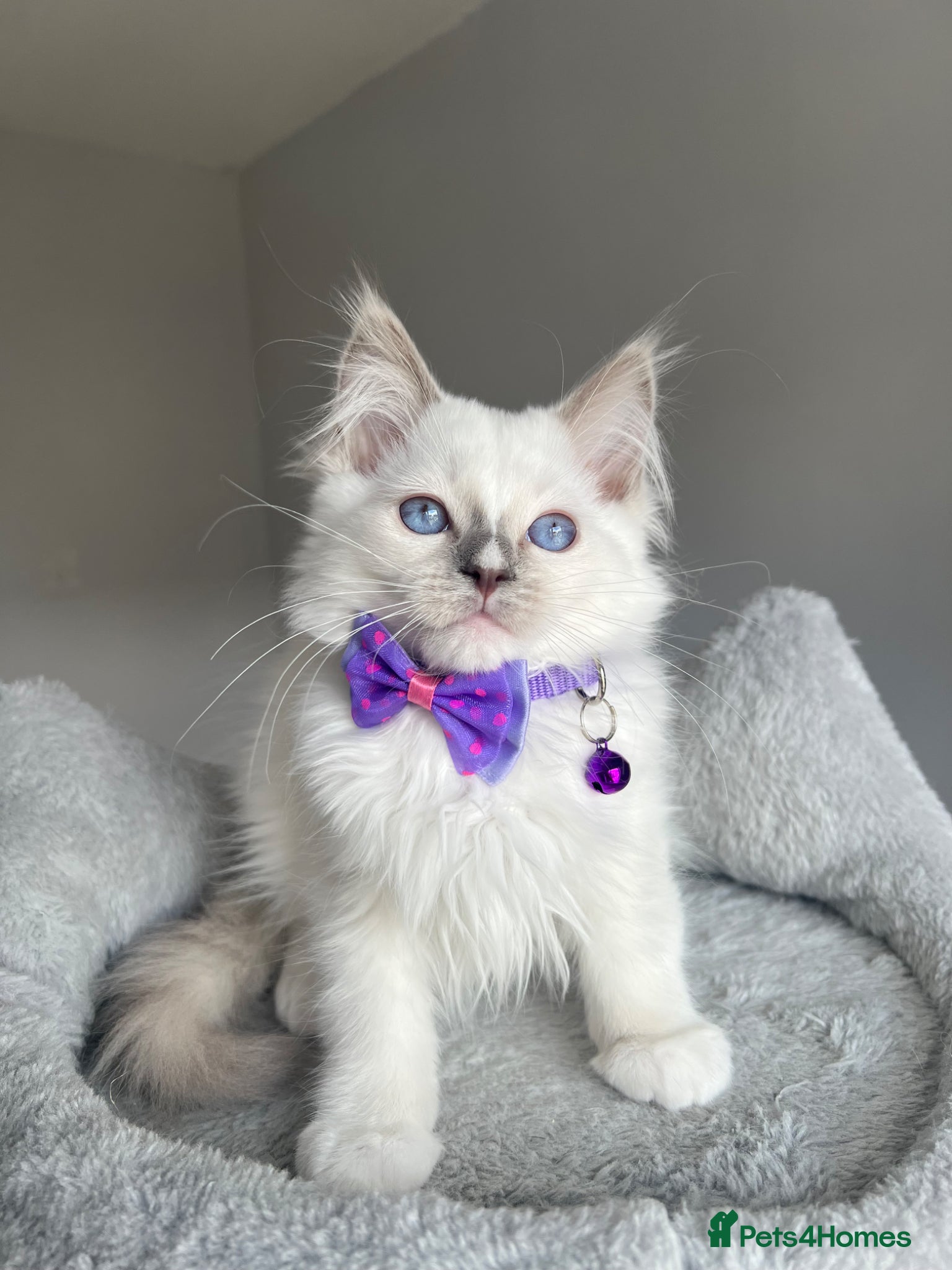 Ragdoll cats GCCF Pedigree Ragdoll kittens LAST GIRL - Advert 10