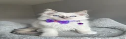 Ragdoll cats for sale: GCCF Pedigree Ragdoll kittens  - Advert 10