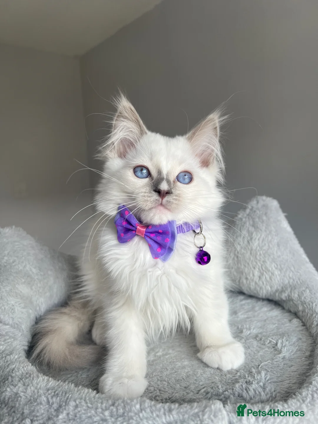 Ragdoll cats for sale: GCCF Pedigree Ragdoll kittens LAST GIRL in Rotherham - Advert 1