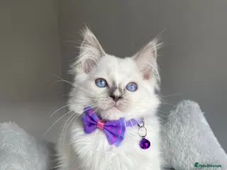 Ragdoll cats GCCF Pedigree Ragdoll kittens LAST GIRL - Advert 10