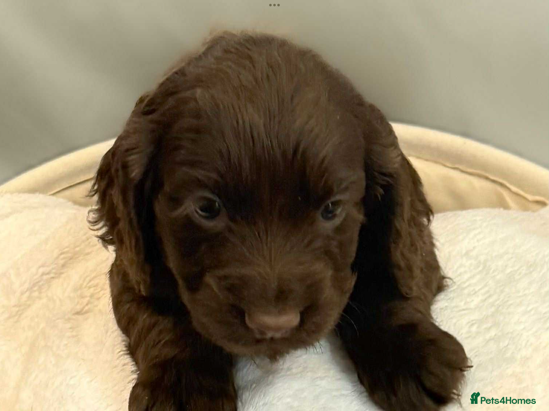 Cocker Spaniel dogs for sale: Cocker spaniel pups KC REG & COUNCIL LICENSED  - Image 4
